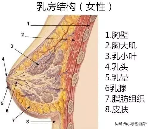 减肥后胸小了怎么办(胸小怎么解决)