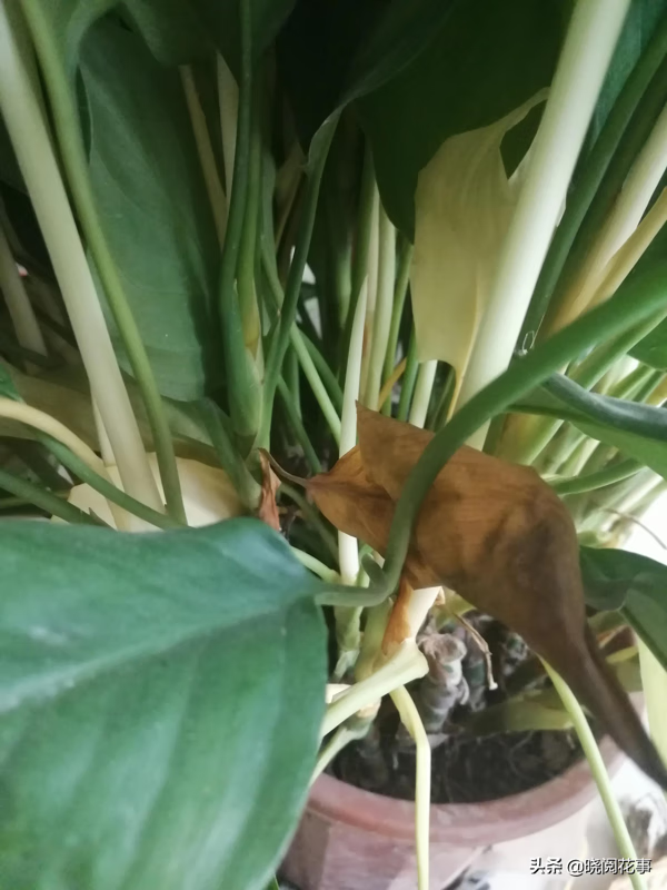 万年青开白花好吗(万年青开白花寓意风水)