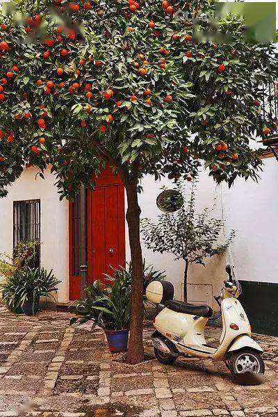 入户放什么绿植好风水(正对入户门放绿植好么)