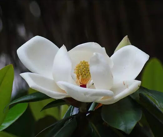 荷花玉蘭花圖片大全大圖玉蘭花的寓意和象徵風水