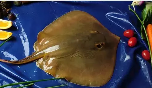 铜盆鱼是什么鱼(铜盆鱼价格)-百科学社