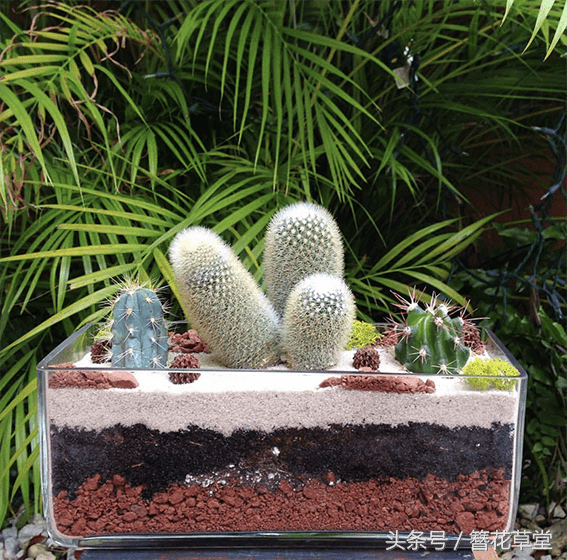 仙人球风水 仙人球有什么风水作用