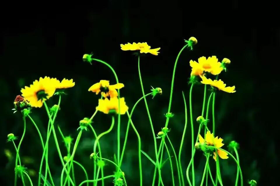 黄菊花的功效