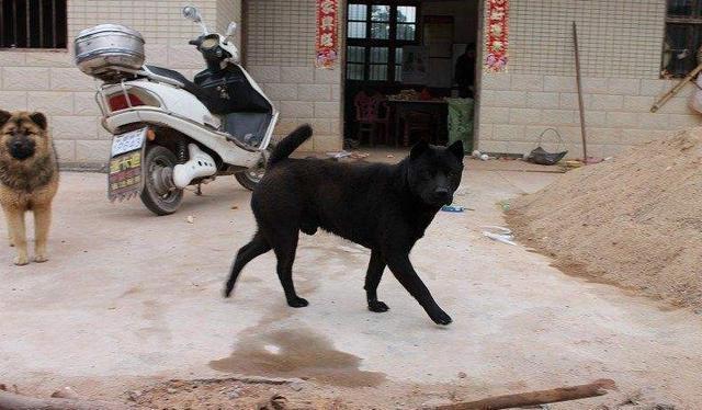 澳洲野狗黑色图片