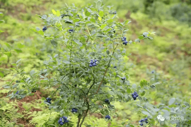 蓝莓 风水(草莓风水上有啥寓意)