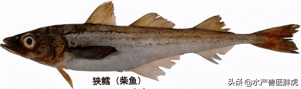 龙鳕鱼(龙鳕鱼跟鳕鱼有什么区别)