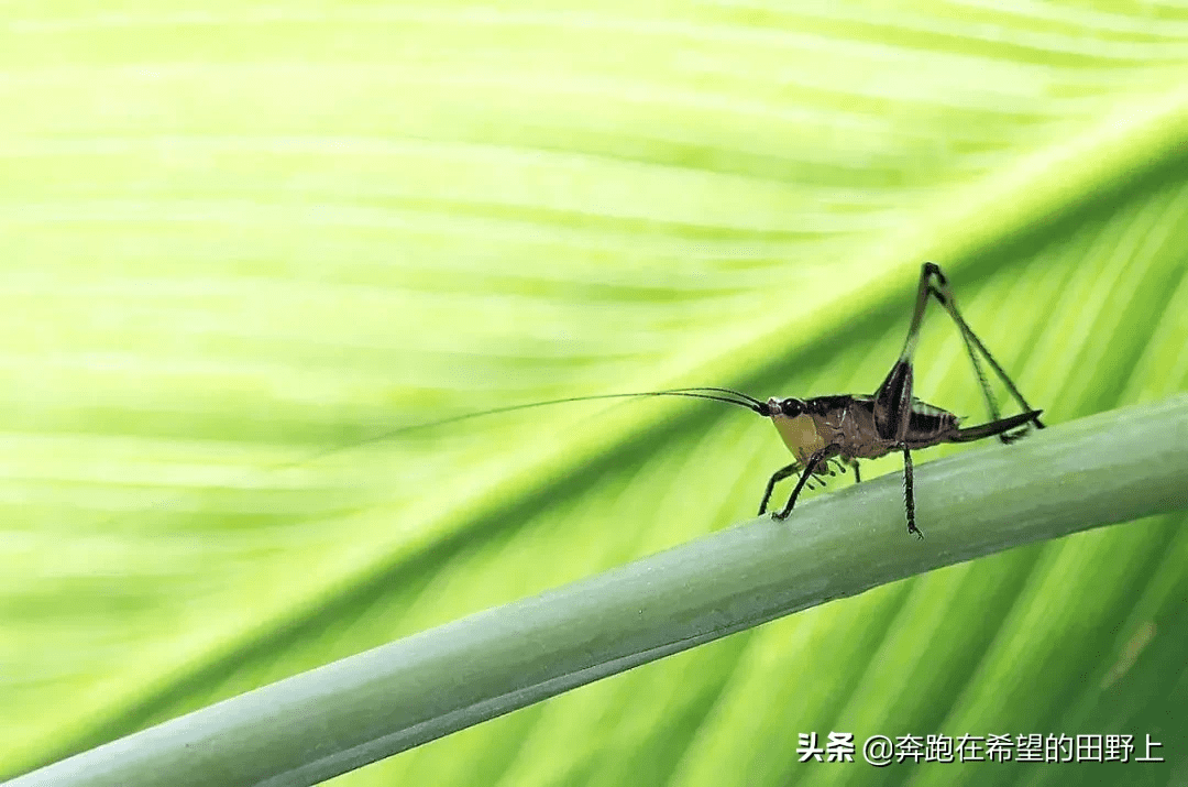 田野地头的蟋蟀赏析图片