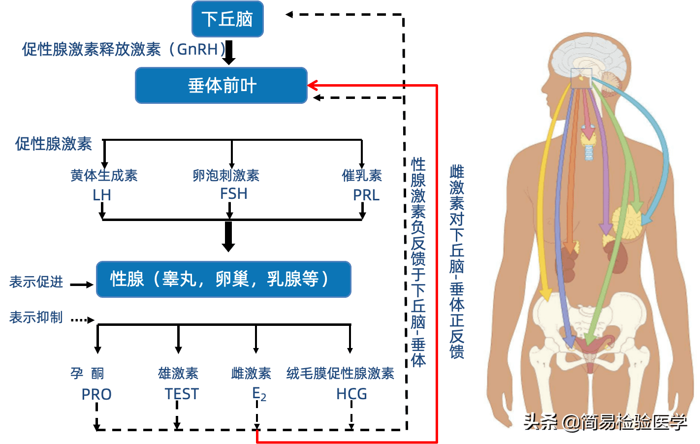 绒毛膜促性腺激素标准(人绒毛膜促性腺激素)