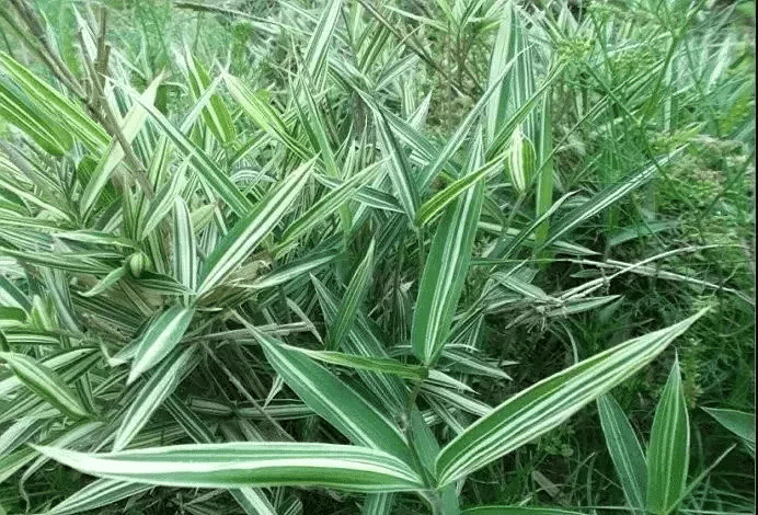 风水挡煞用什么竹子好(竹子太高可以剪了风水影响吗)