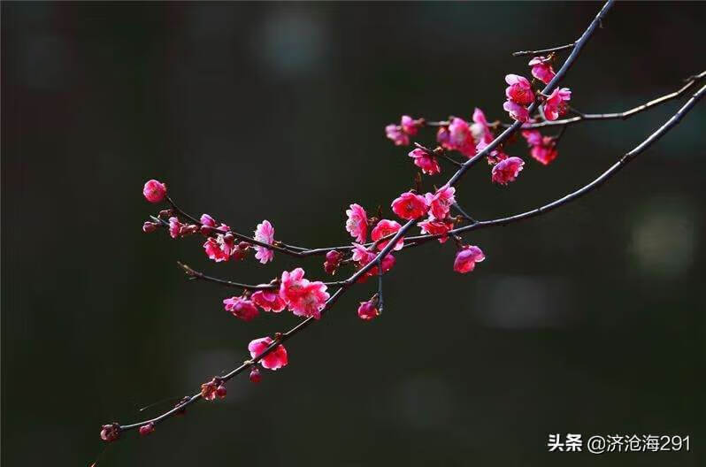 一枝红杏出墙来是什么季节的(春眠不觉晓)