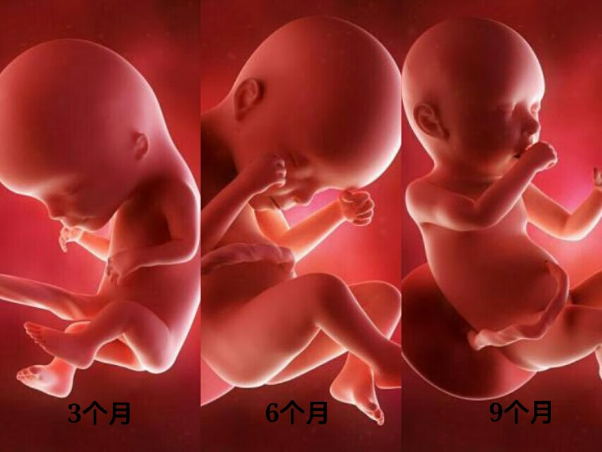 胎儿三个月有多大图片