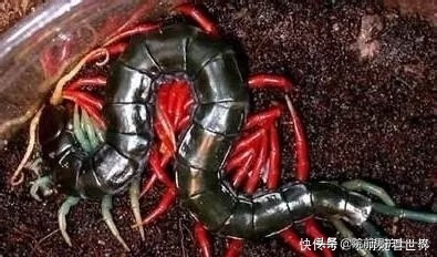 蜈蚣咬伤了怎么办(蜈蚣咬伤的症状和治疗)