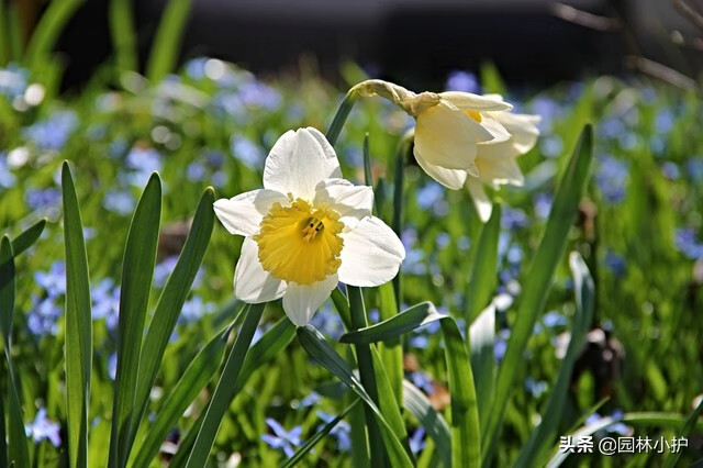 水仙花有毒吗?可以在室内养吗(水仙花在室内养对人体有害吗)