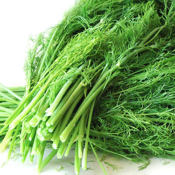 茴香菜的功效与作用(茴香菜又叫什么菜)