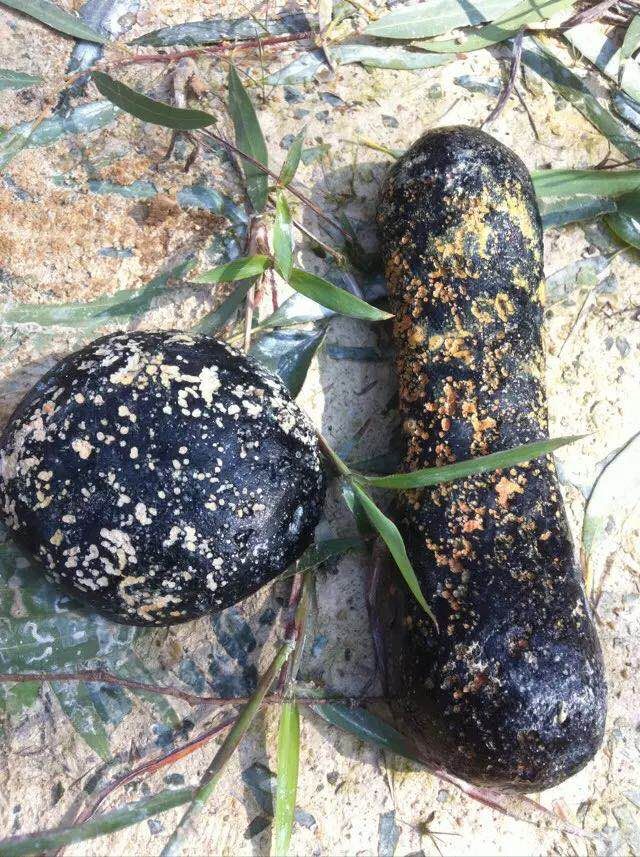 很多人到露天矿捡龟化石,鱼化石,树木化石和天星屎.