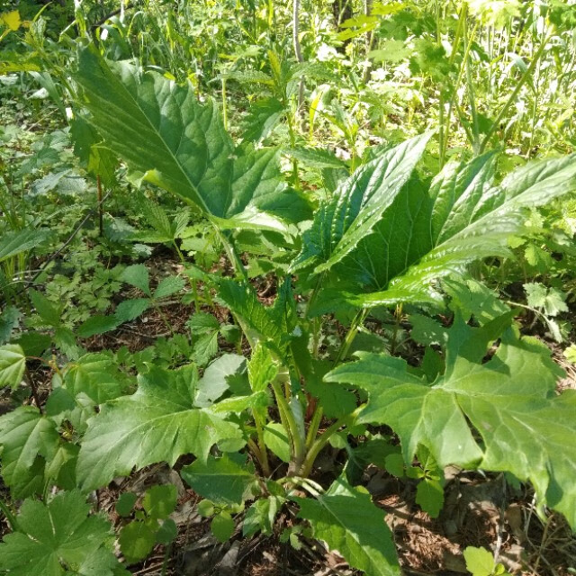 东北山野菜都有哪些(东北山野菜图片)