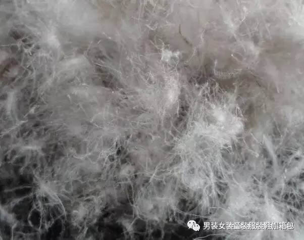 灰鸭绒和白鸭绒哪个好一点(白鸭绒和灰鸭绒有什么区别)