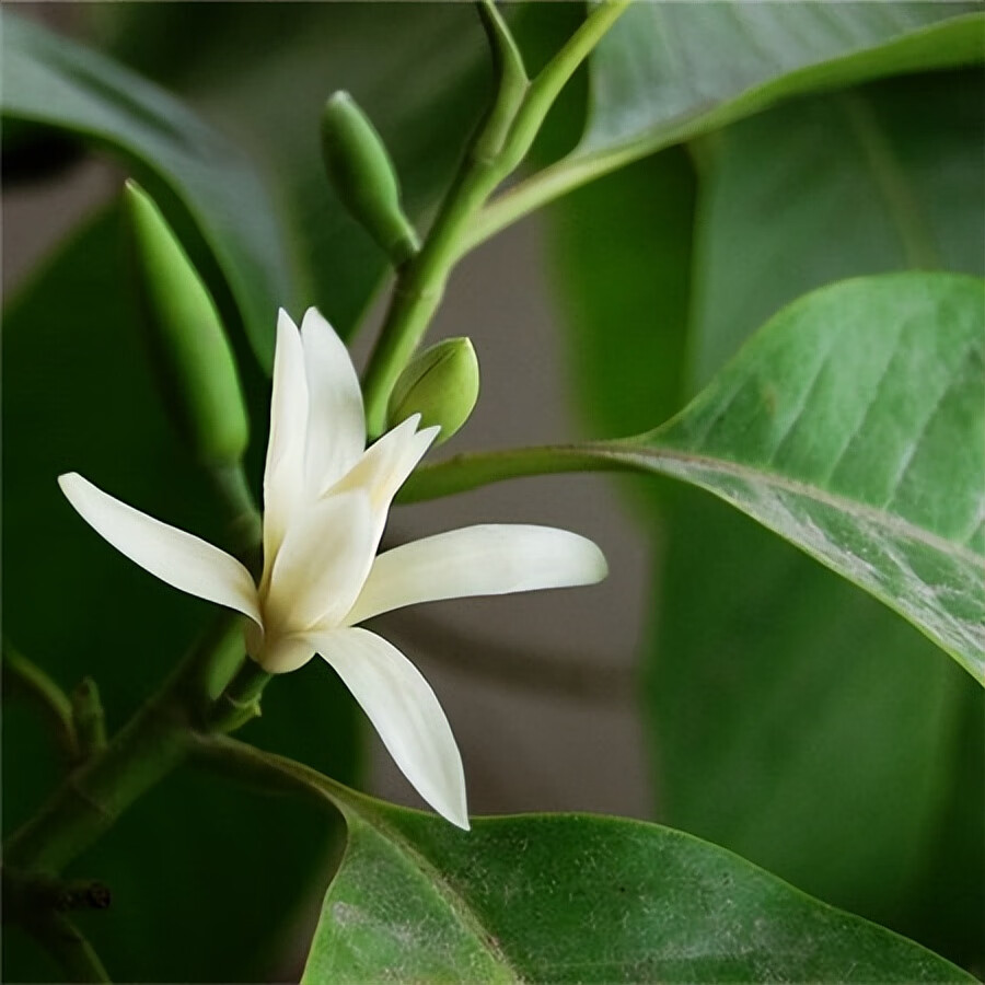 南方白兰花树图片(白兰花的风水作用禁忌)