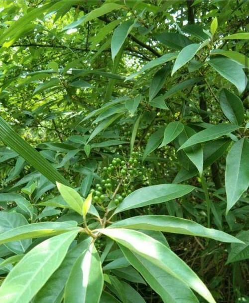 別名在四川叫木香子,山胡椒,猴香子,陳茄子,蘭香樹,生薑材;在雲南叫