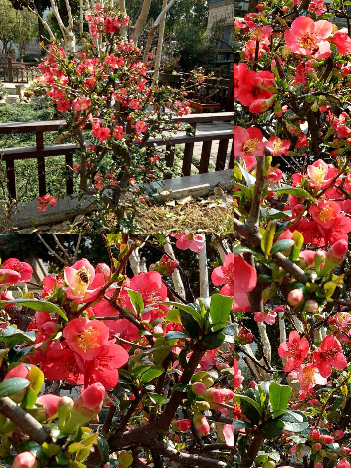 红十月海棠树图片