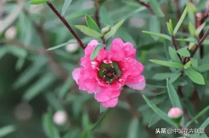 澳洲松红梅风水对人好不好(澳洲松红梅浇水)