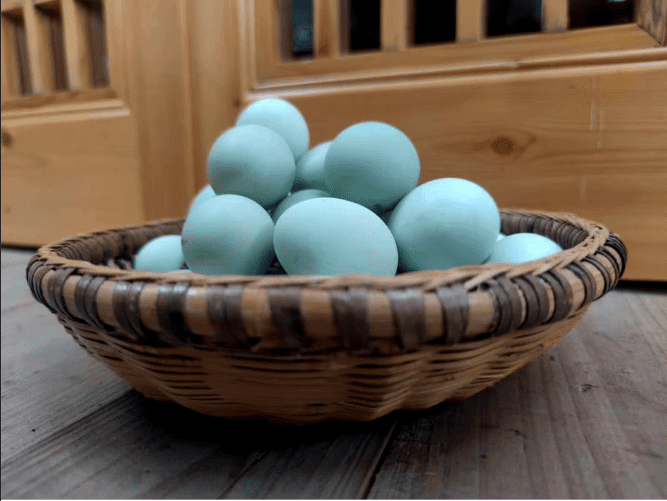 绿壳鸡蛋和黄壳鸡蛋的区别(绿壳鸡蛋有假的吗)