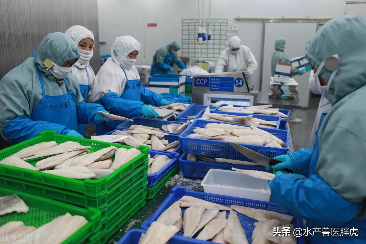龙鳕鱼(龙鳕鱼跟鳕鱼有什么区别)