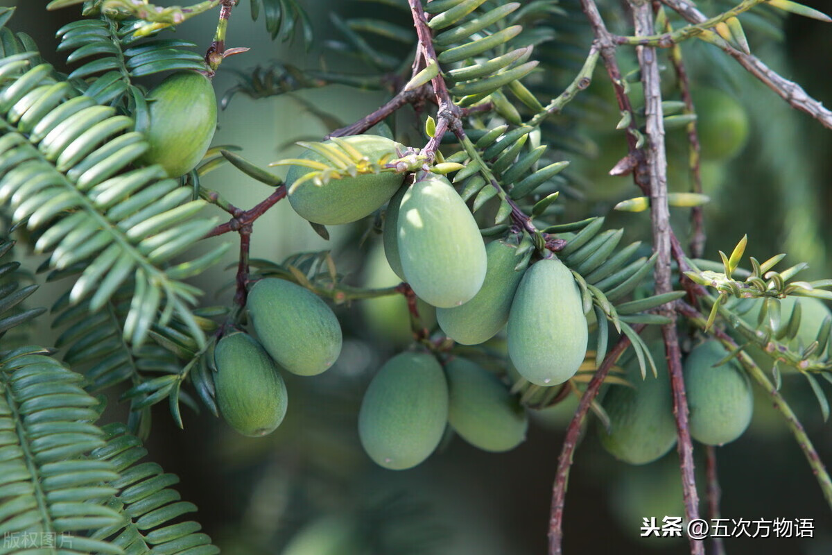 坚果类有哪些?(坚果的种类)