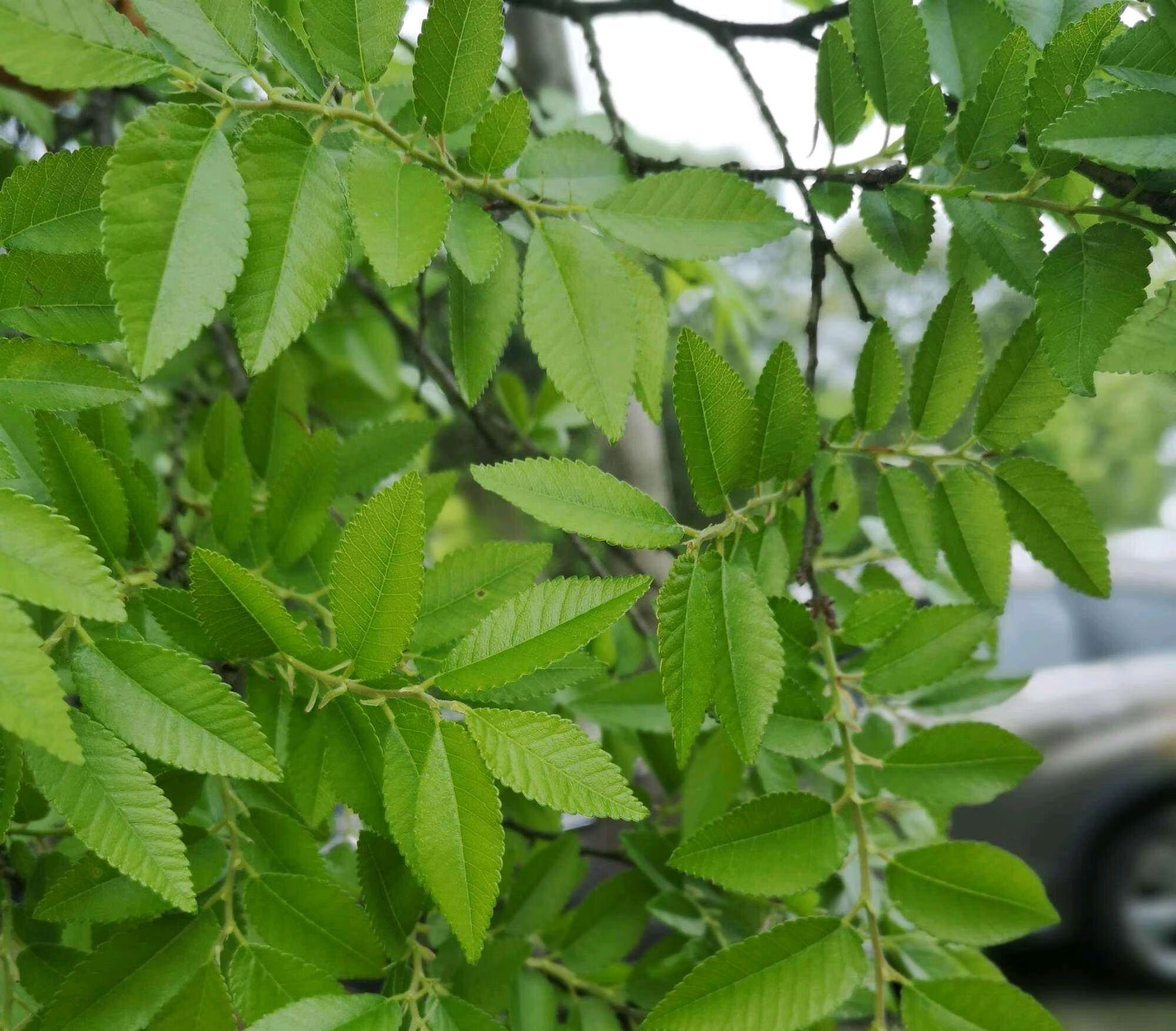 房后种榆树风水好吗(门前栽榆树风水好不好)