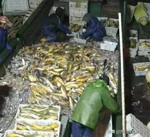 黄鱼的价格多少钱一斤(一斤多的黄花鱼多少钱)
