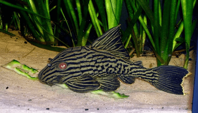 清道夫鱼是黑鱼吗黑鱼和清道夫哪个厉害