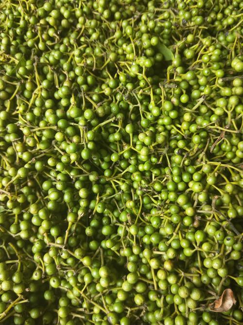 木姜子属于什么科(木姜子的害处)