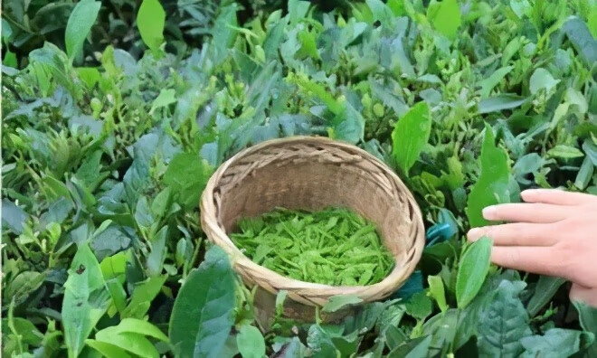 白茶价钱多少(2020年白茶的价格)