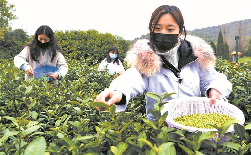 地产春茶开采 产量略降价格不变