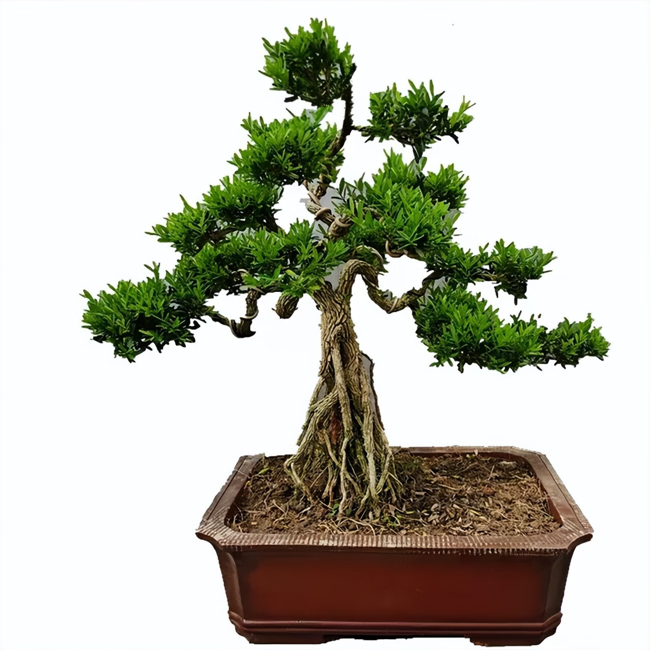 黄杨的寓意象征(了解黄杨的寓意与象征意义-追寻黄杨的文化内涵)-52