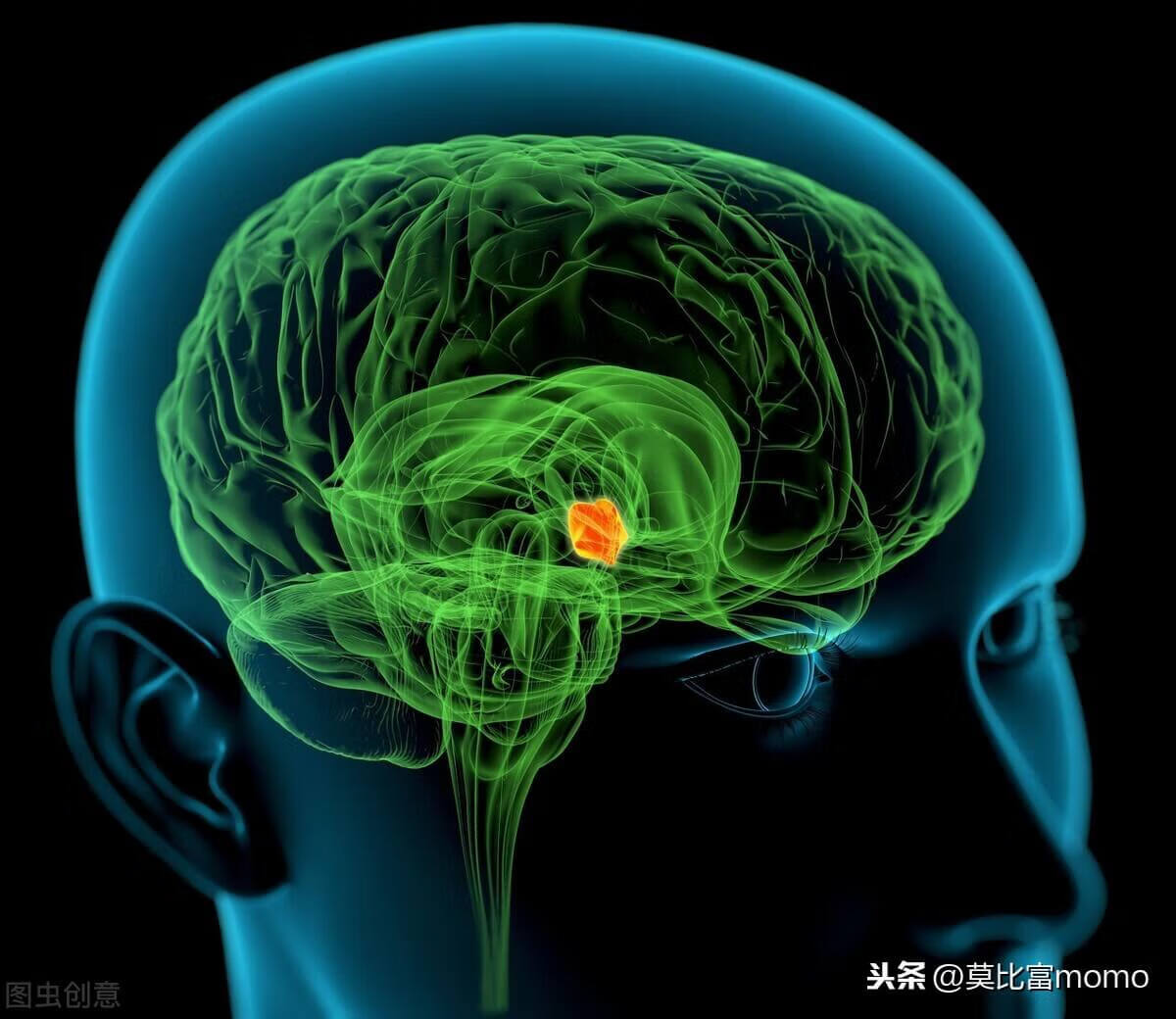 内分泌(性激素)