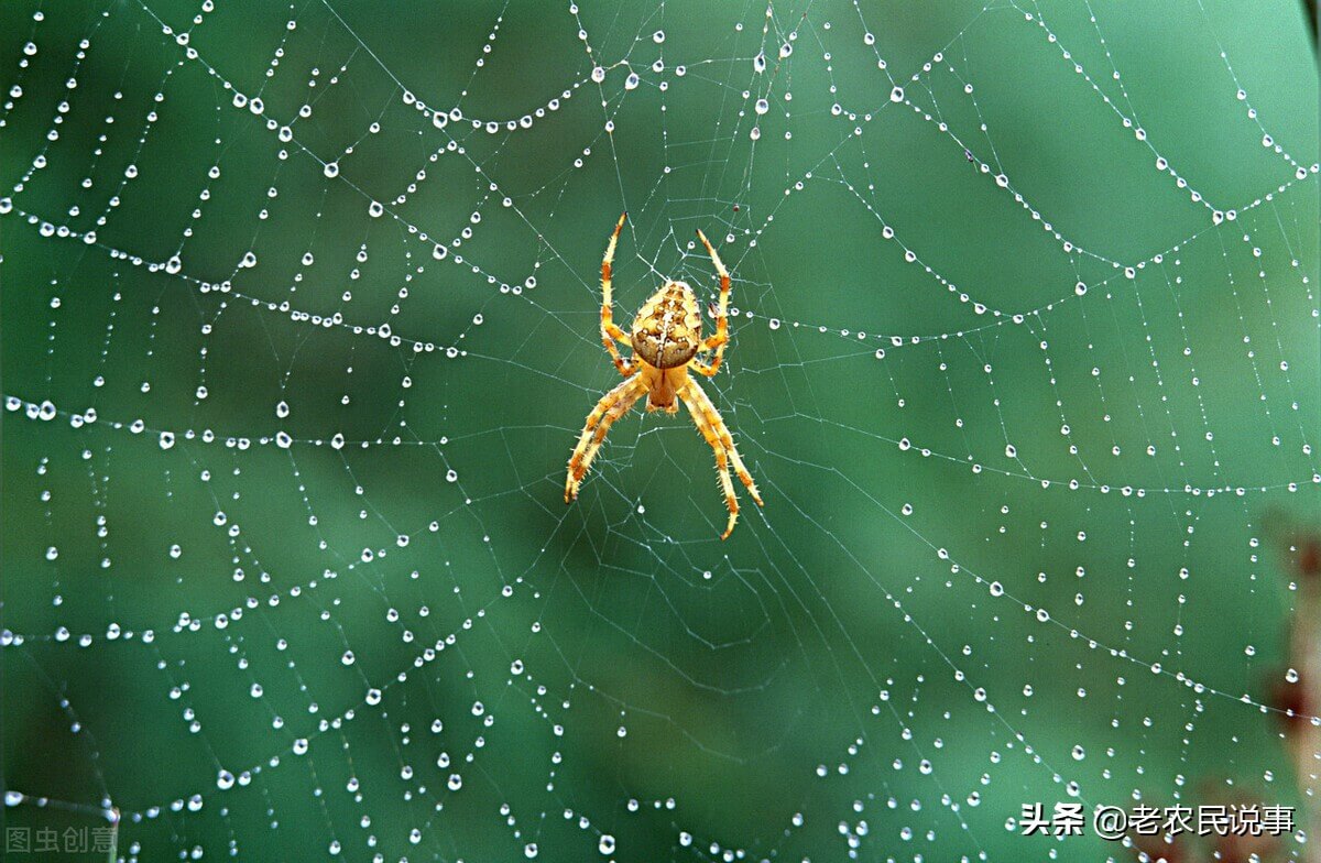 农村老家常有蜘蛛进门,好事还是坏事?能不能打?看完明白