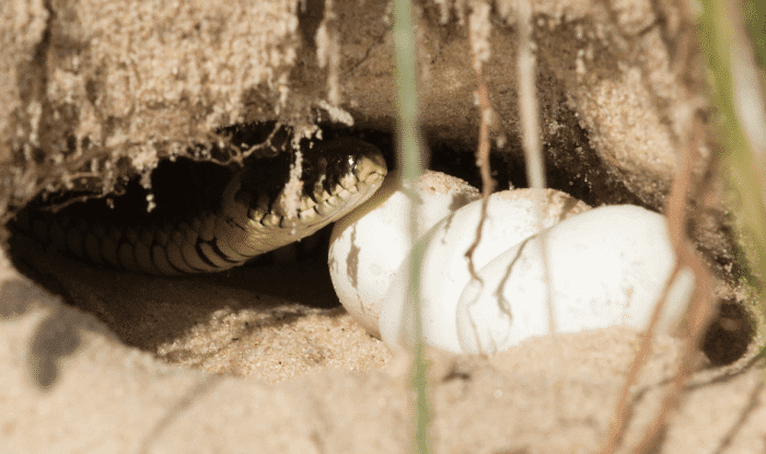 周公解梦,梦见蛇蛋孵化小蛇,寓意深远,解读梦境背后的秘密 周公解梦,梦见蛇蛋孵化小蛇,寓意深远,解读梦境背后的秘密