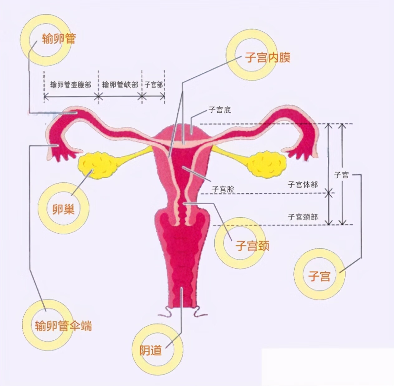 女人的卵巢有多深?(女人正常的卵巢有多大)