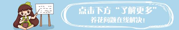 滴水观音有毒吗?(滴水观音为什么有毒)