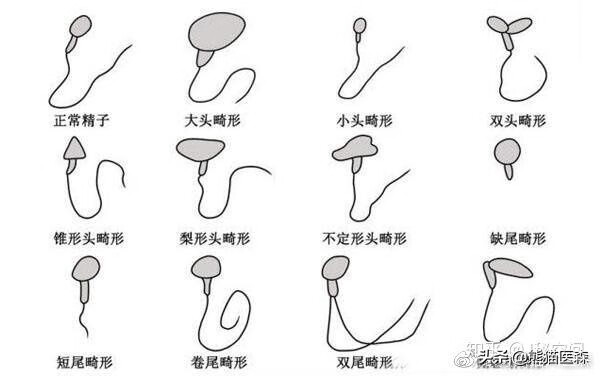 精液好喝吗(精子可以吃吗)