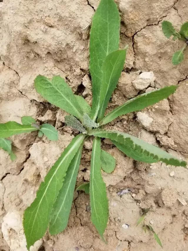 苦苣菜(苦菊和苦苣一样吗)