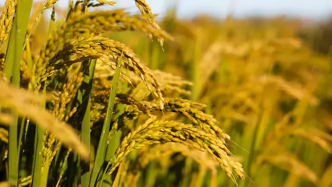 丰收节,果实累累,福气满满