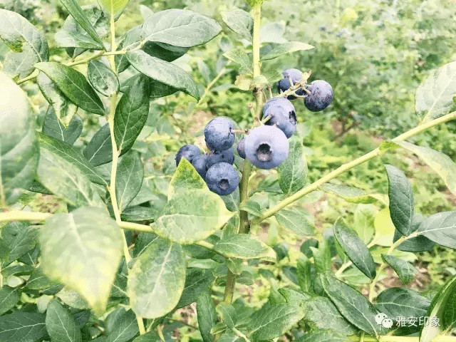 蓝莓 风水(草莓风水上有啥寓意)