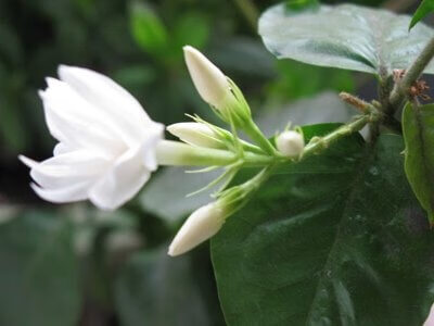 茉莉花怎么养才能开花