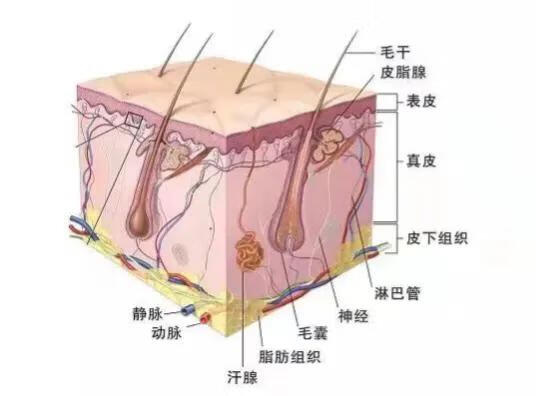 皮肤护理的步骤(最简单的护理皮肤的正确步骤)