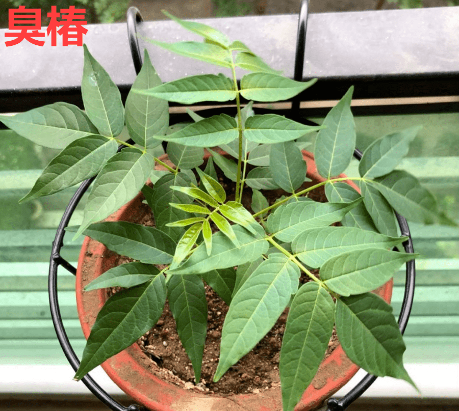 有毒的花有哪些(有毒性的花有哪些)