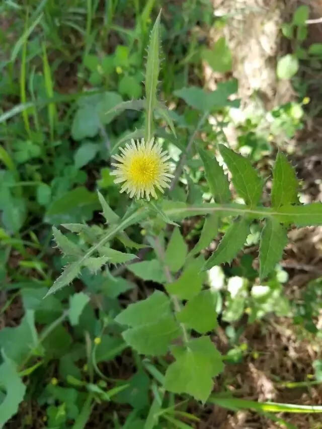 苦苣菜(苦菊和苦苣一样吗)