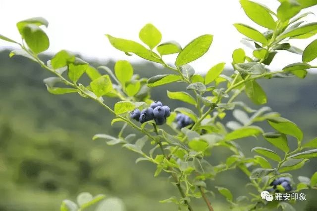 蓝莓 风水(草莓风水上有啥寓意)