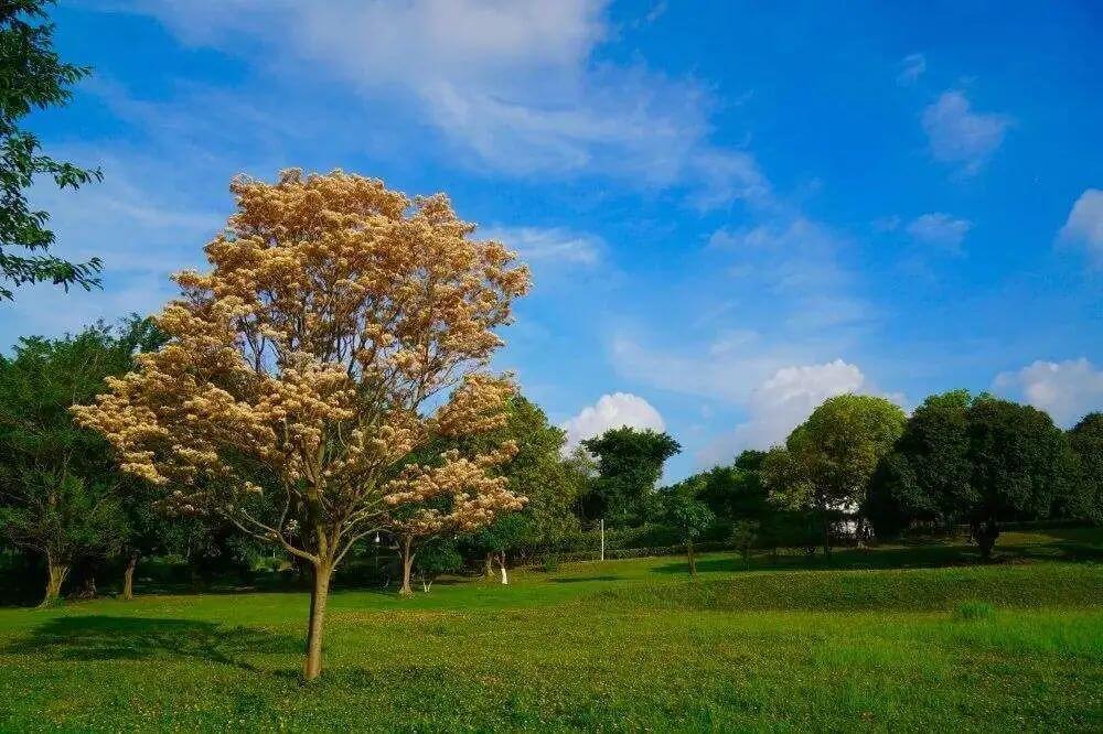 中山职业技术学院怎么样啊(中山职业技术学院是大学吗)